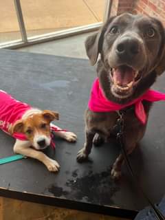 We have the best time hosting our friends at Joplin Humane Society. Be sure to s