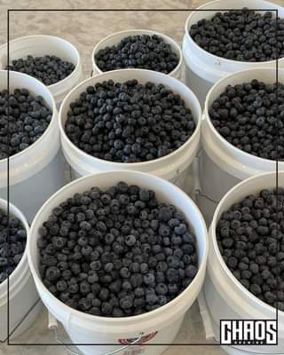 Blueberry beer coming soon. We love working with local ingredients, and it doesn
